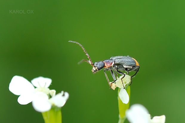 bradavičník Axinotarsus pulicarius Fabricius, 1775