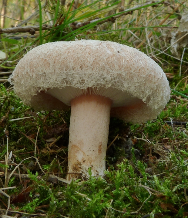 rýdzik chĺpkatý Lactarius pubescens (Fr.) Fr.