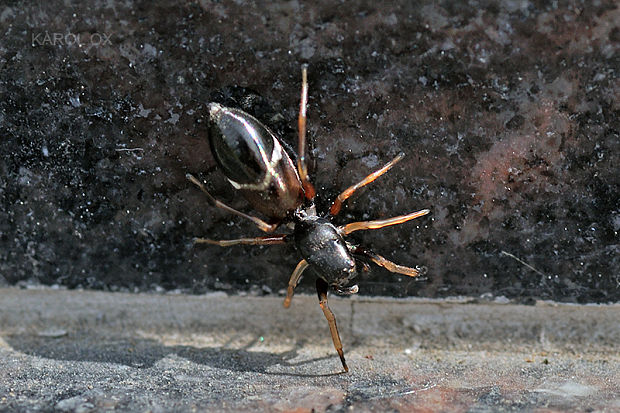 skákavka Leptorchestes berolinensis