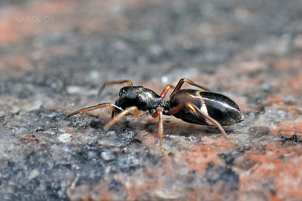 skákavka Leptorchestes berolinensis