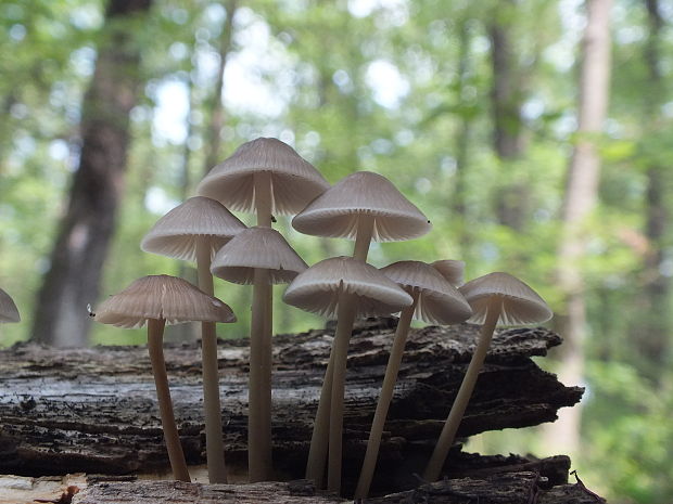 prilbička ružovolupeňová Mycena galericulata (Scop.) Gray