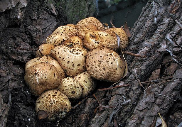 šupinovka šupinatá Pholiota squarrosa (Vahl) P. Kumm.