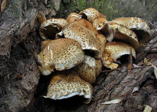 šupinovka šupinatá Pholiota squarrosa (Vahl) P. Kumm.