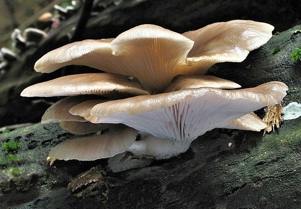 hliva ustricovitá Pleurotus ostreatus (Jacq.) P. Kumm.