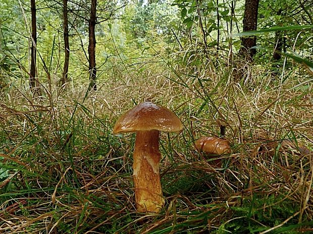 masliak smrekovcový Suillus grevillei (Klotzsch) Singer