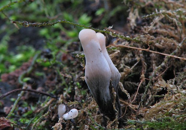 drevnatec parohatý Xylaria hypoxylon (L.) Grev.