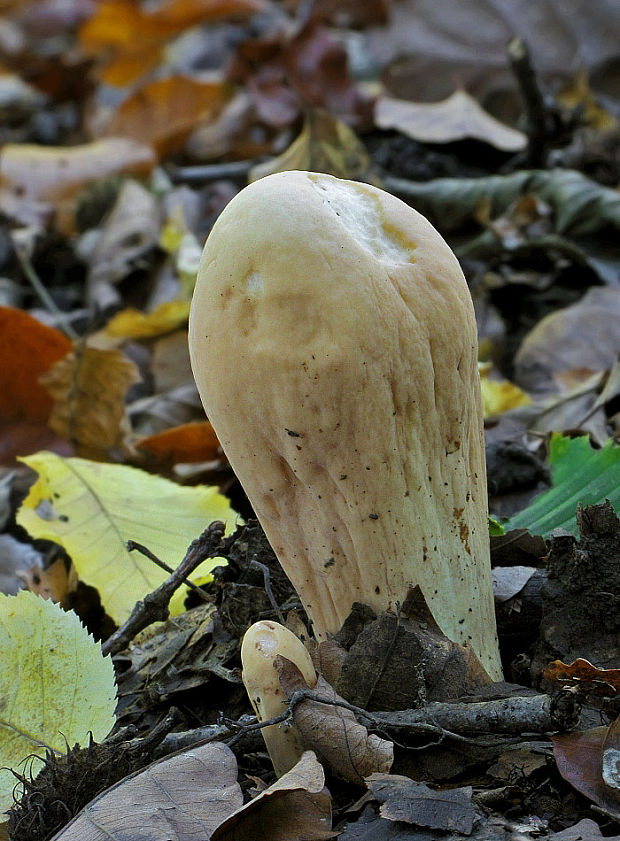 kyjak obrovský Clavariadelphus pistillaris (Fr.) Donk