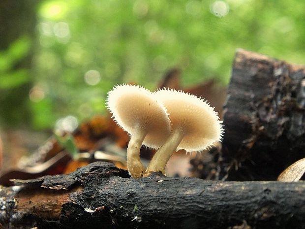 trúdnik plástovitý Lentinus arcularius (Batsch) Zmitr.