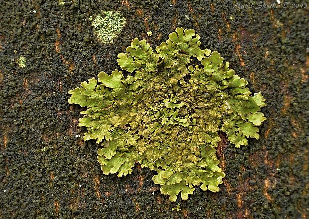 diskovka kyjačikovitá Melanohalea exasperatula (Nyl.) O. Blanco, A. Crespo, Divakar, Essl., D. Hawksw. & Lumbsch