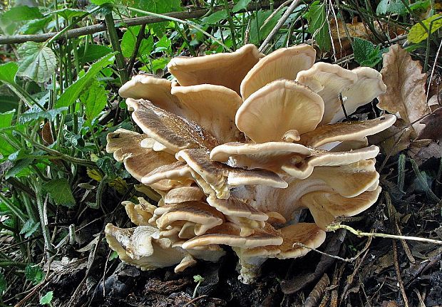 vejárovec obrovský Meripilus giganteus (Pers.) P. Karst.