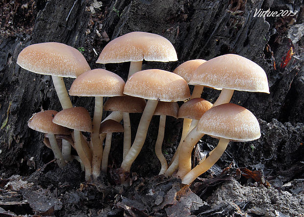 drobuľka Psathyrella sp.