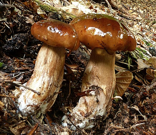 čírovka gaštanovohnedá Tricholoma ustale (Fr.) P. Kumm.