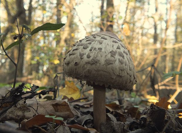 bedľa červenejúca Chlorophyllum rachodes (Vittad.) Vellinga