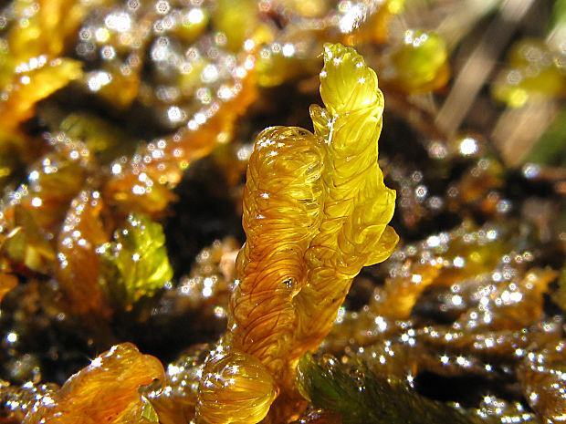 kosáčik/štírovec prostřední Drepanocladus cossonii (Schimp.) Loeske