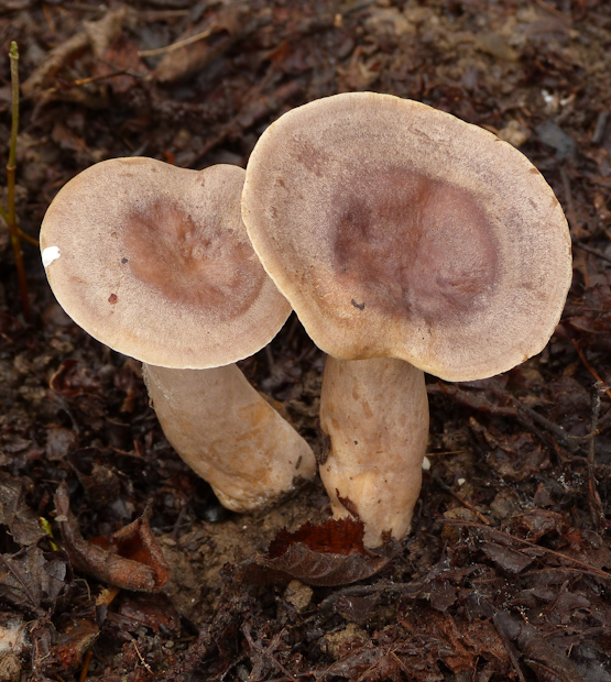 rýdzik lieskový Lactarius pyrogalus (Bull.) Fr.