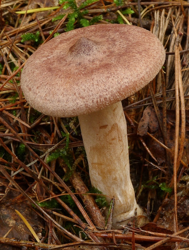 rýdzik Lactarius sp.