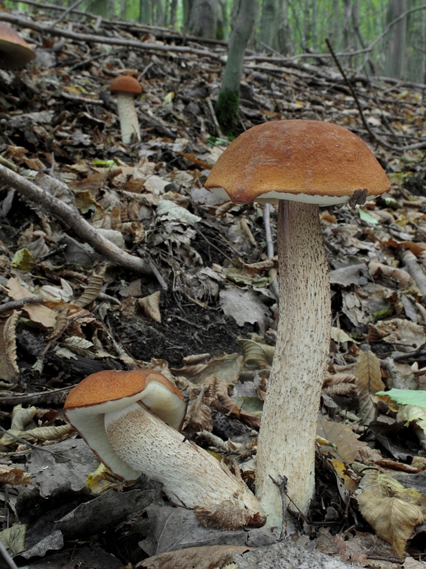 kozák osikový Leccinum albostipitatum den Bakker & Noordel.