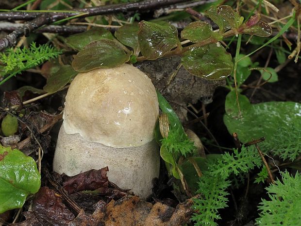 kozák topoľový Leccinum duriusculum (Schulzer ex Kalchbr.) Singer