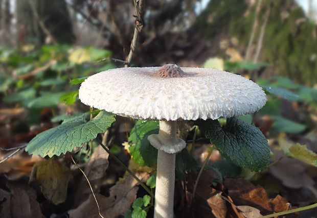 bedľa Macrolepiota sp.