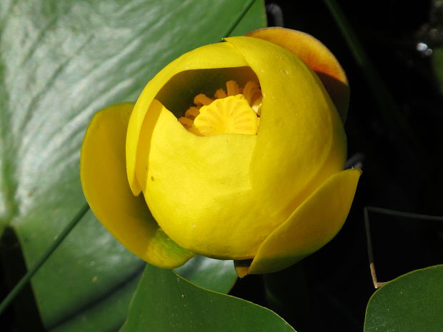 leknica žltá Nuphar lutea (L.) Sm.