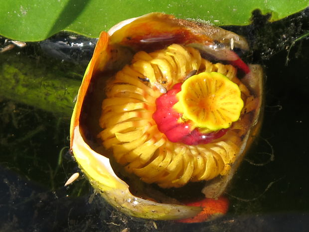 leknica žltá Nuphar lutea (L.) Sm.