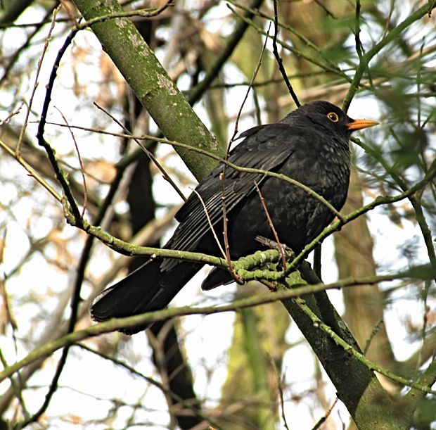 drozd čierny-kos černý Turdus merula