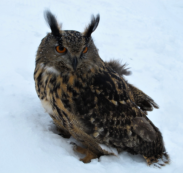 výr veľký Bubo bubo