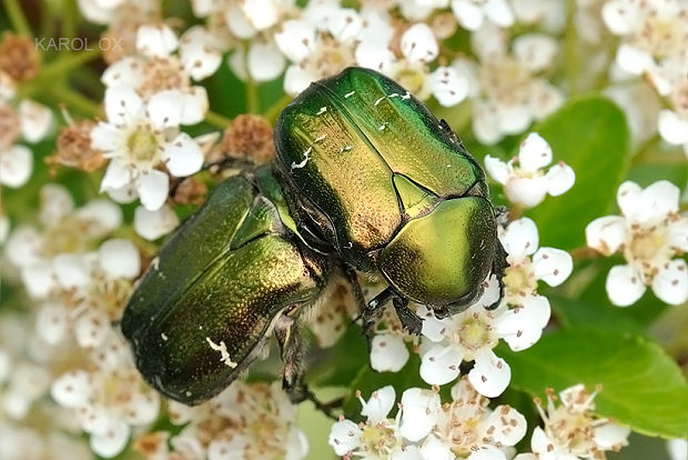 zlatoň obyčajný  Cetonia aurata Linnaeus, 1758