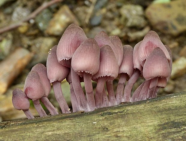 prilbička krvavomliečna Mycena haematopus (Pers.) P. Kumm.