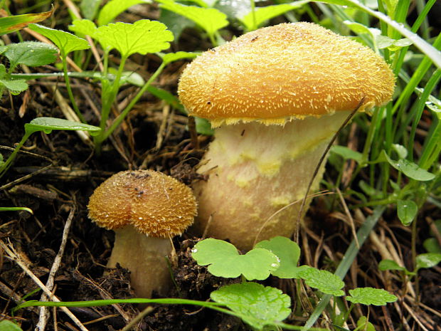 podpňovka obyčajná Armillaria mellea (Vahl) P. Kumm.