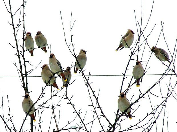 chochláč severský Bombycilla garrulus