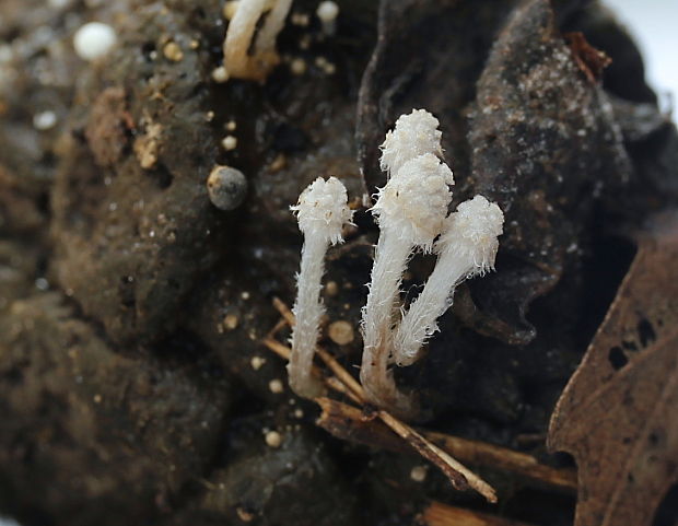 hnojník Coprinus sp.