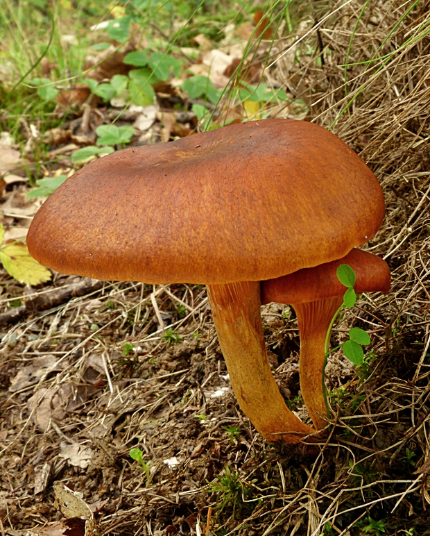 kališník hnedooranžový Omphalotus olearius (DC.) Singer