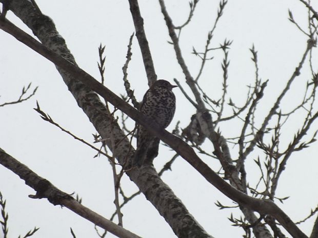 drozd čvíkotavý  Turdus pilaris