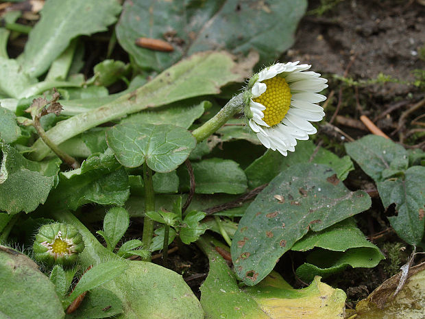 sedmokráska obyčajná Bellis perennis L.