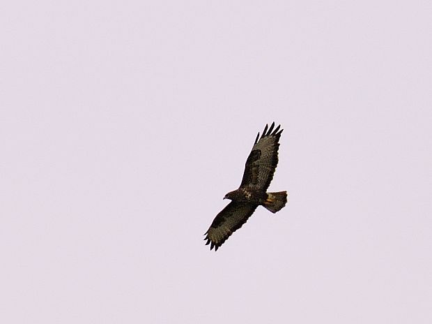 myšiak hôrny Buteo buteo