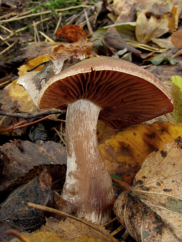 pavučinovec Cortinarius sp.