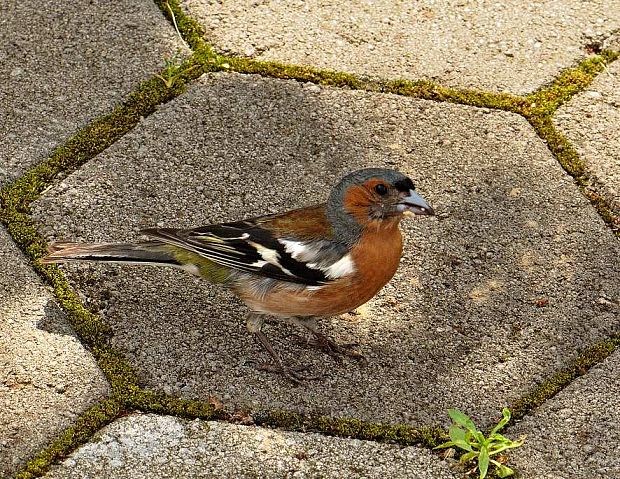 pinka obyčajná Fringilla coelebs