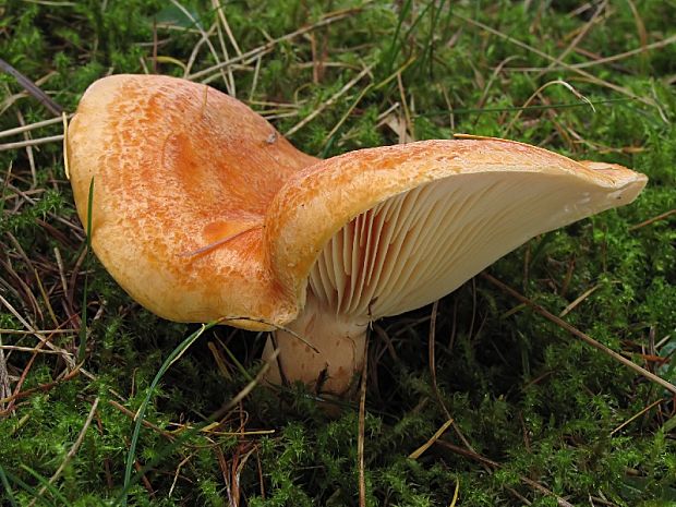 rýdzik smrekovcový Lactarius porninsis Rolland