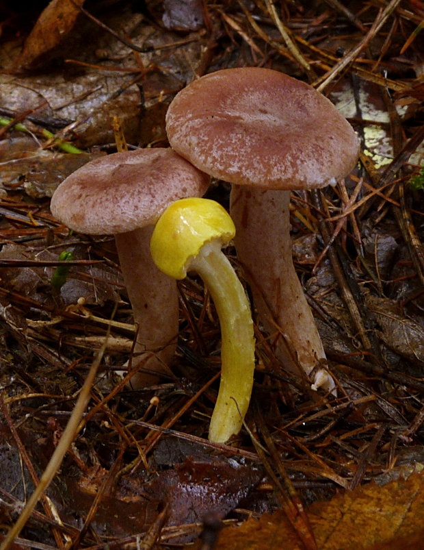 rýdzik Lactarius sp.