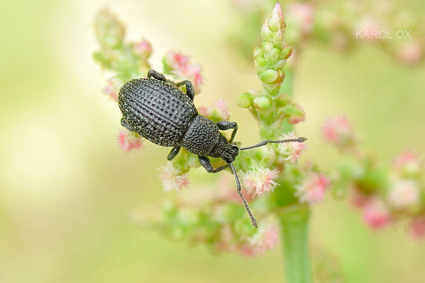 nosáčik Otiorhynchus pinastri Herbst, 1795