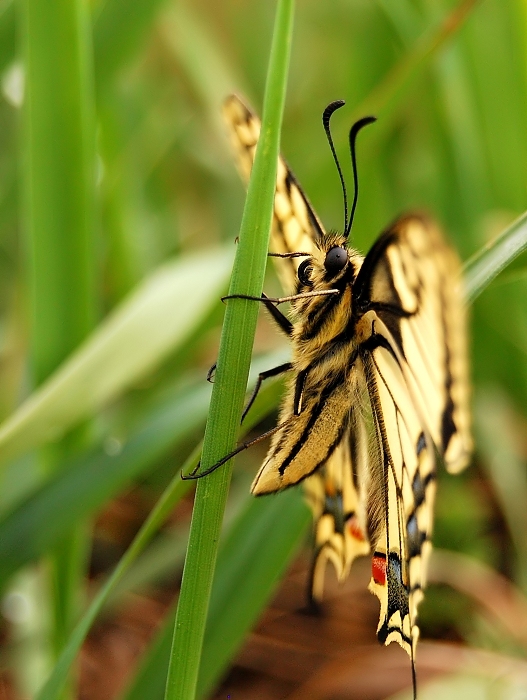 vidlochvost feniklový Papilio machaon