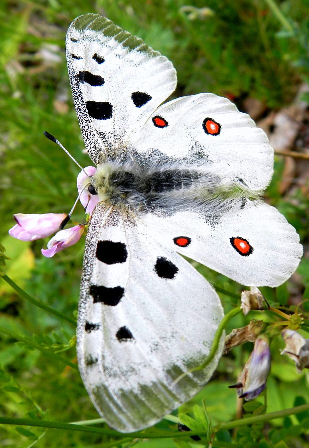 jasoň červenooký  Parnassius apollo