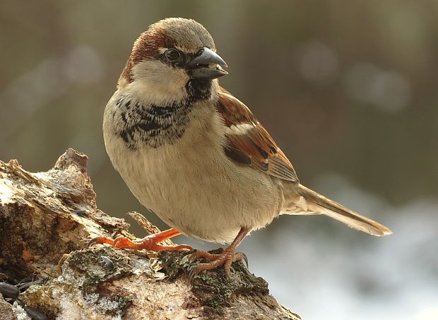 vrabec domový Passer domesticus (L.)