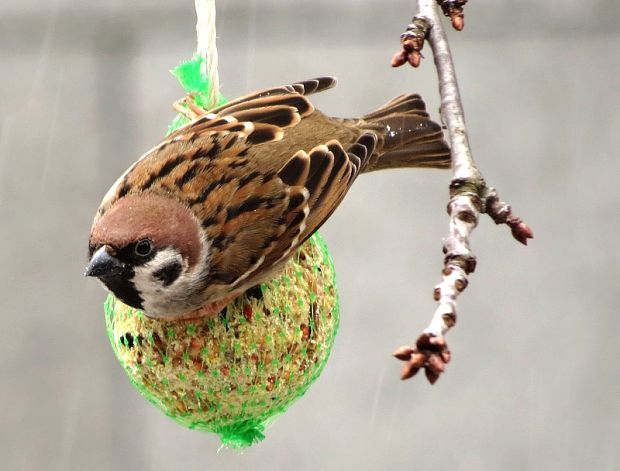 vrabec poľný Passer montanus (L.)