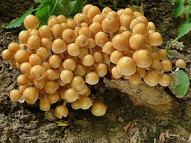 drobuľka trsovitá Psathyrella multipedata? (Peck) A.H. Sm.