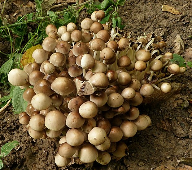 drobuľka trsovitá Psathyrella multipedata (Peck) A.H. Sm.