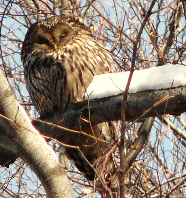 sova dlhochvostá Strix uralensis