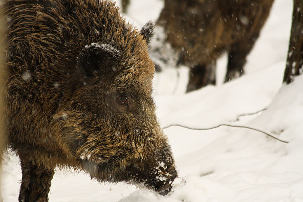 diviak lesný Sus scrofa