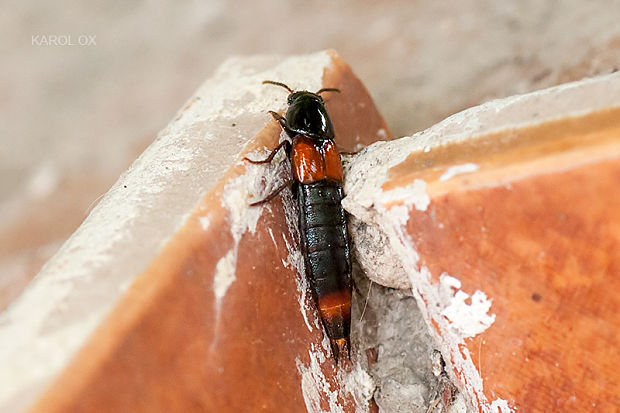 drobčík Astrapaeus ulmi